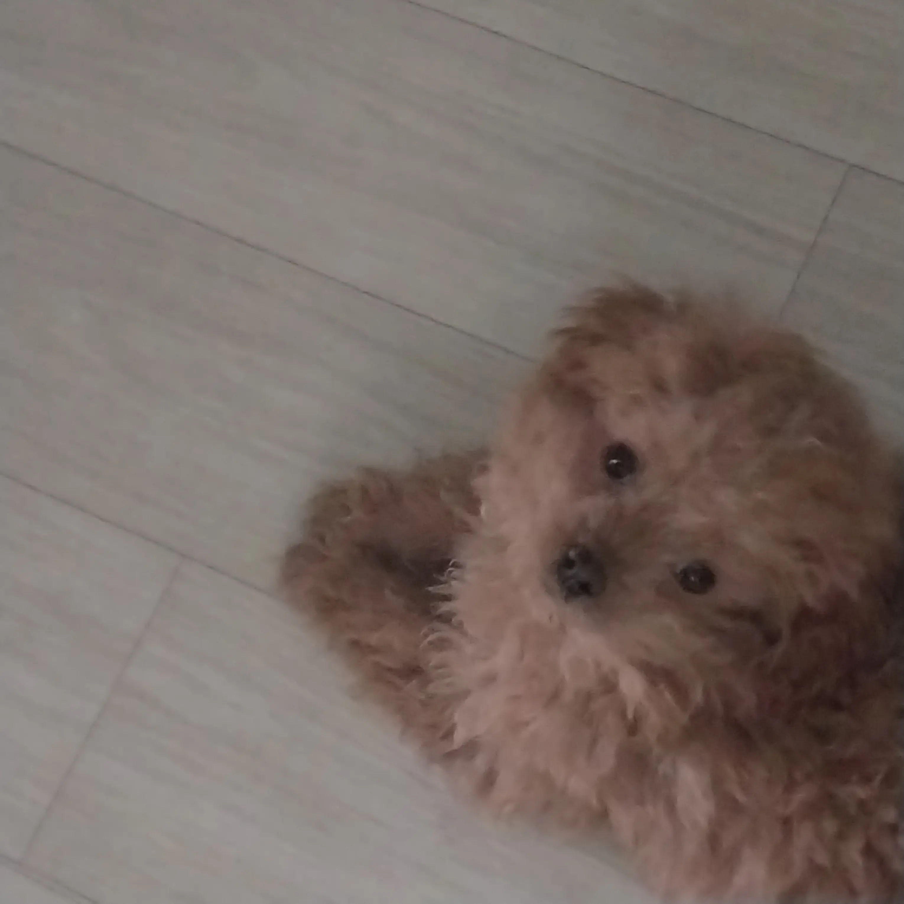 Zz6u의 질투가 많은 강쥐