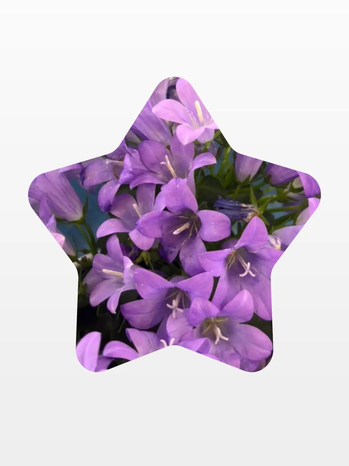 TinyBack1900의 宝物みたいに扱ってくれる