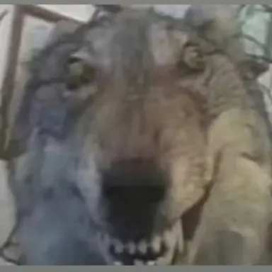 Profile image of 늑대