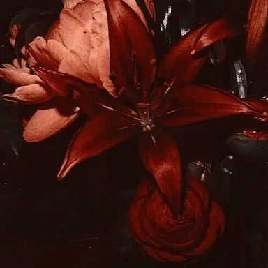 Profile image of 라더