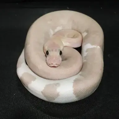 Profile image of Snake