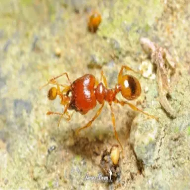 Profile image of 병정개미들