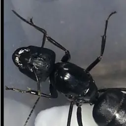 Profile image of 여왕개미