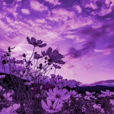 Profile image of 수현