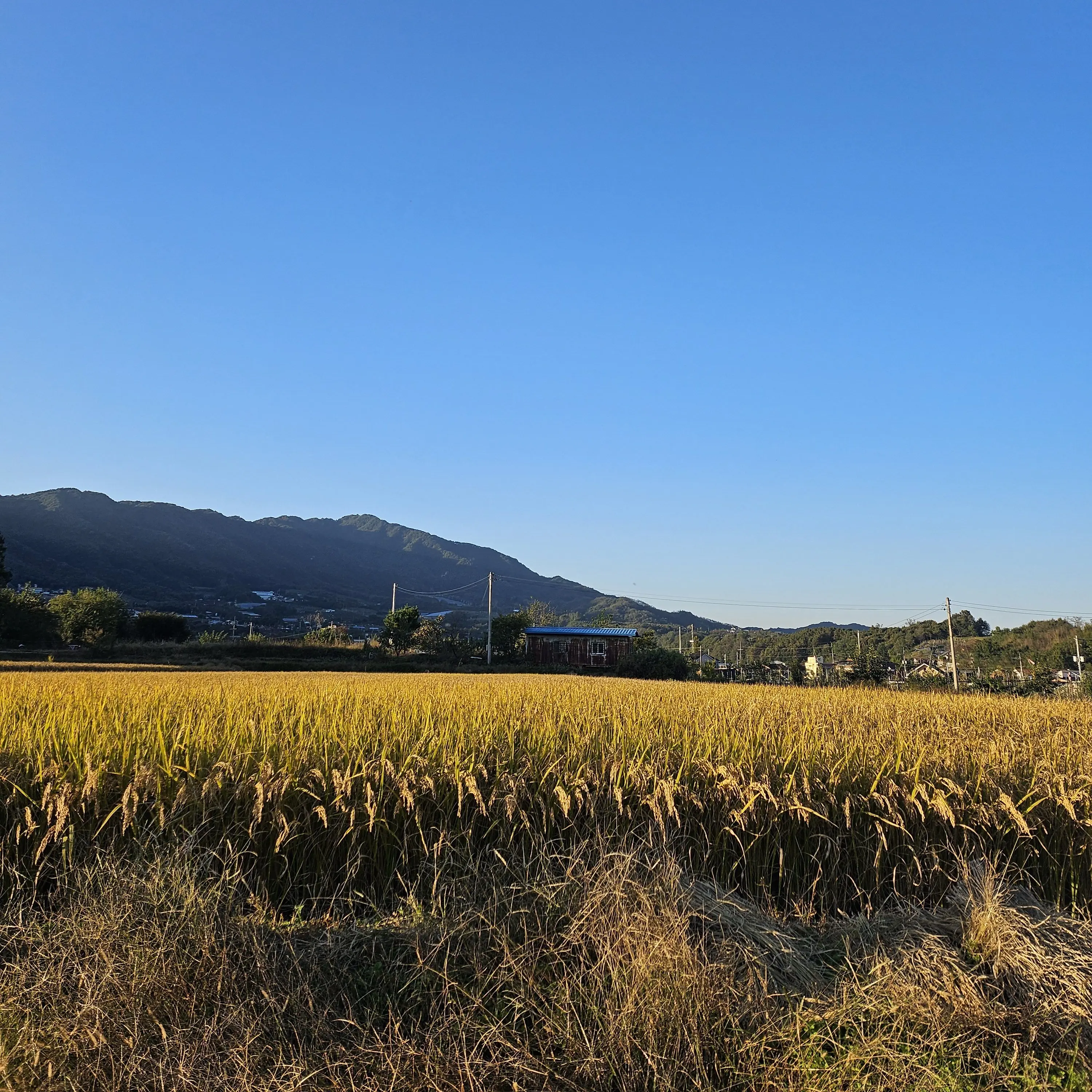 -_wild_paw_wolf_therian_-의 멍청한