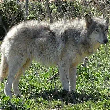 Profile image of 늑대
