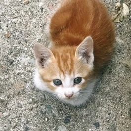 새끼고양이
