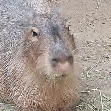 Profile image of 월요일이싫은카피바라