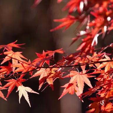 Profile image of 大森