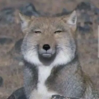 Profile image of 늑대