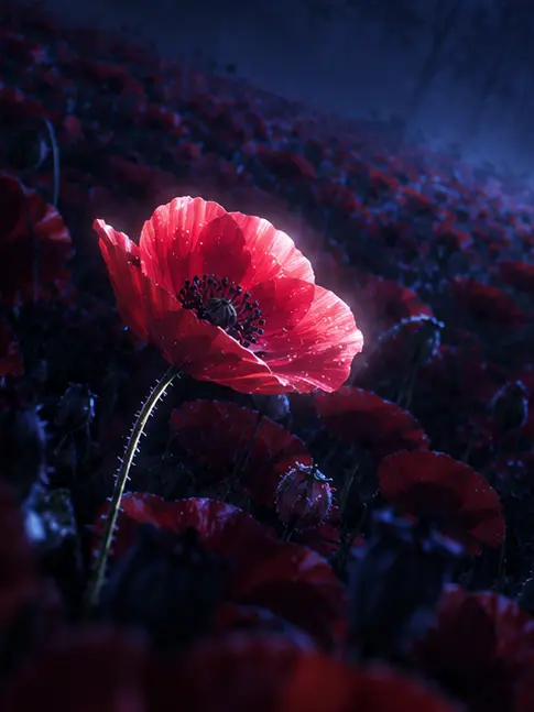 SunnyOpah6598의 장난감들과 평생을.