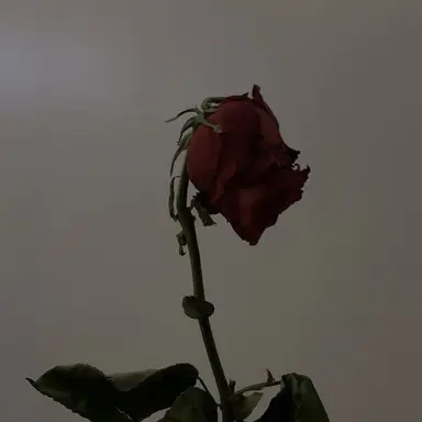 Profile image of 솔 카일리안