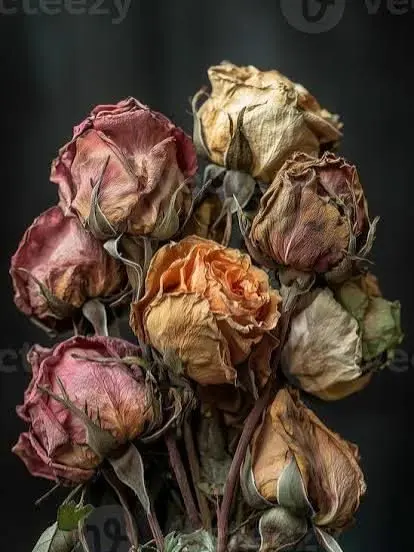 dawn_air의 솔 카일리안