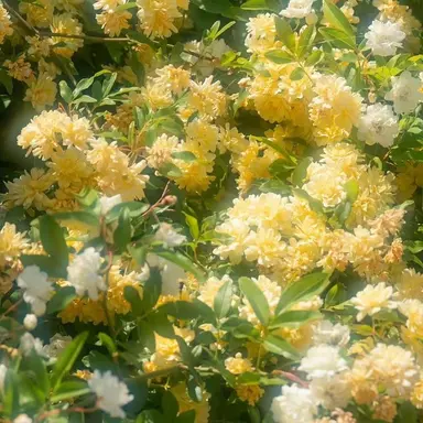 Profile image of 쪼만