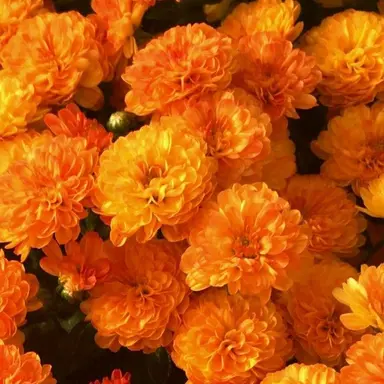 Profile image of 코마