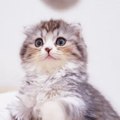 Profile image of 猫