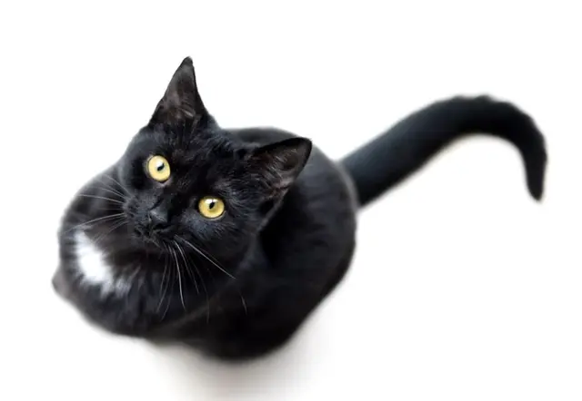 Profile image of 猫