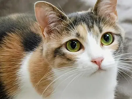 Profile image of 猫