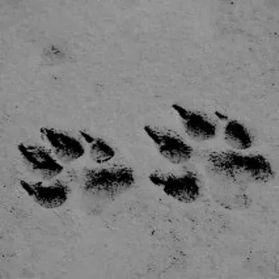 StormyNote7180의 Pet Store