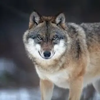 Profile image of 강하서