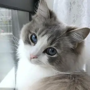 Profile image of 仁木