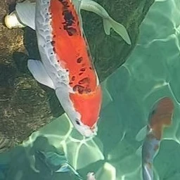 미스터리 수사반