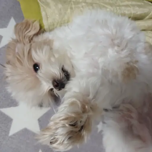 Hi_1004의 구룽(구룽이)