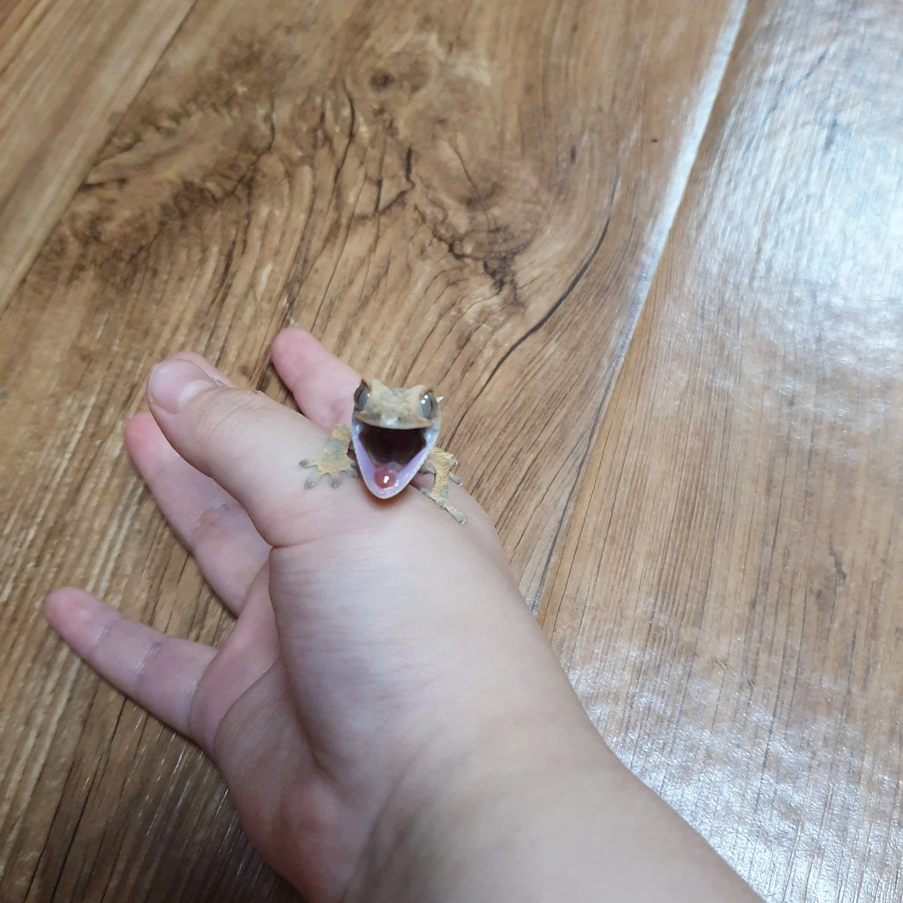 12355의 도마뱀