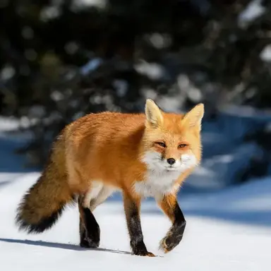 Profile image of 여우