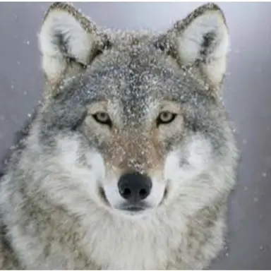 Profile image of 늑대