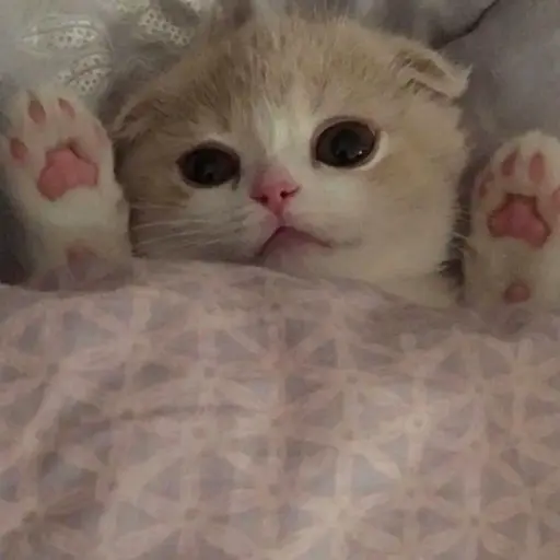 tlqkf_6631의 고양이🐱