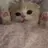 고양이🐱