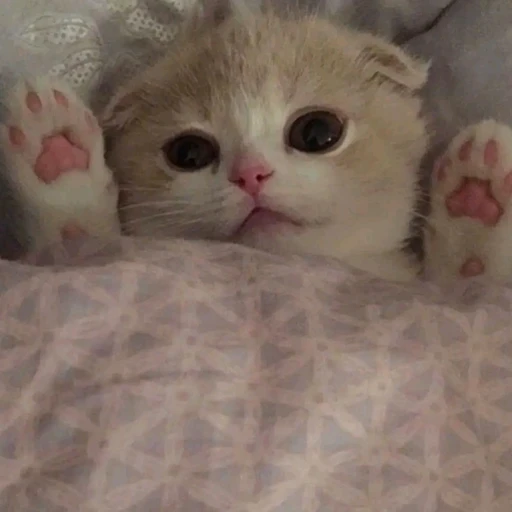 고양이🐱