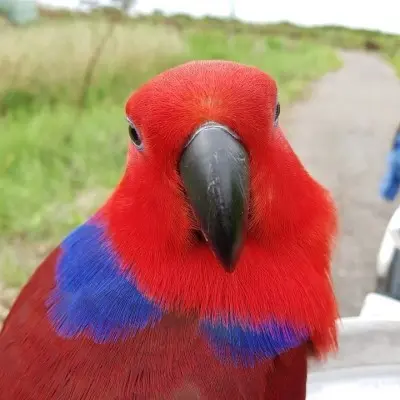 Seoul_parrotjjok의 일진녀 뉴기니아 딸기