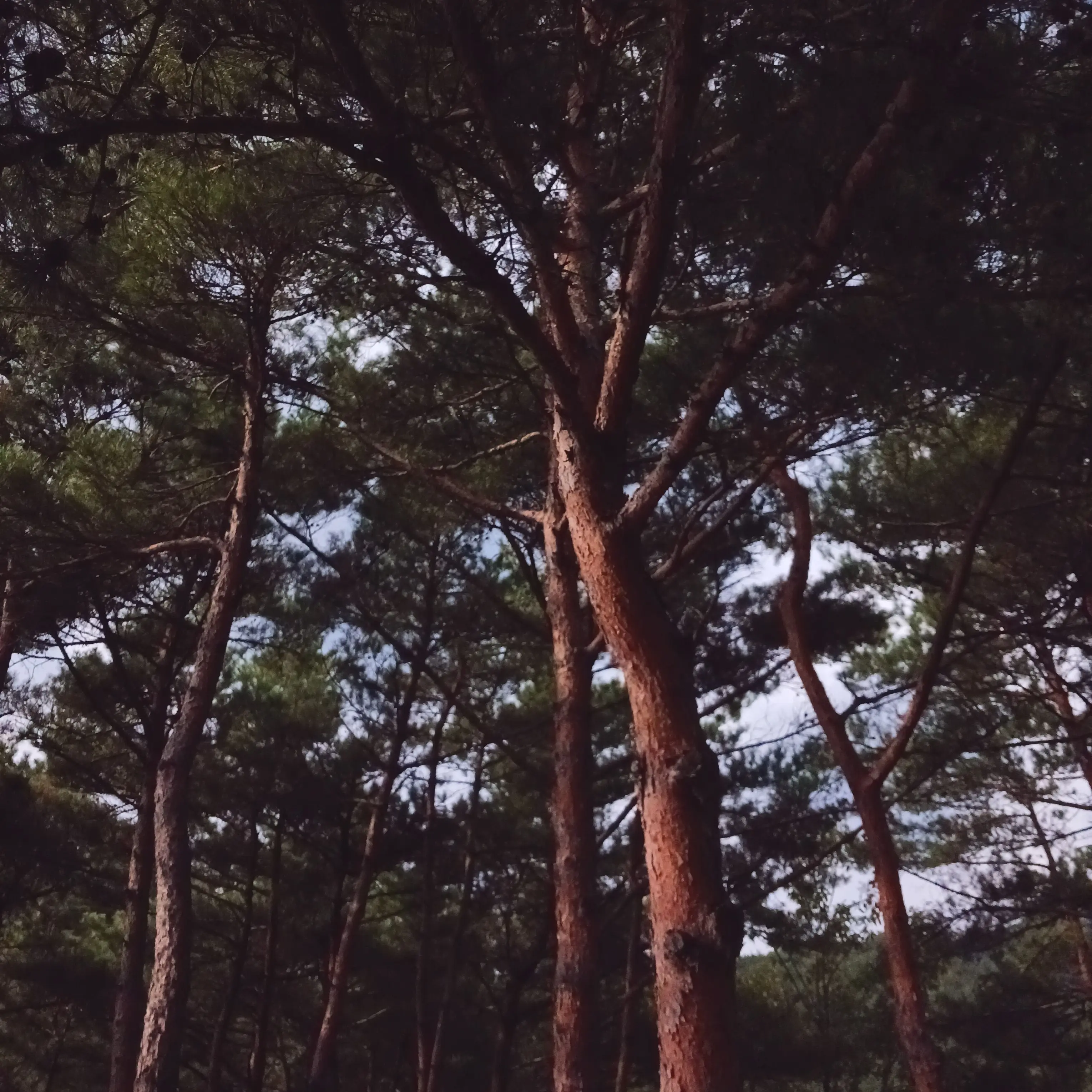free_with_UU의 어느 산에 있었던 일. (반대작)