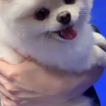 Profile image of チャンイ