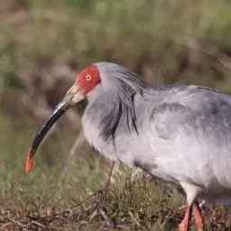 Nurirrooooo의 따오기