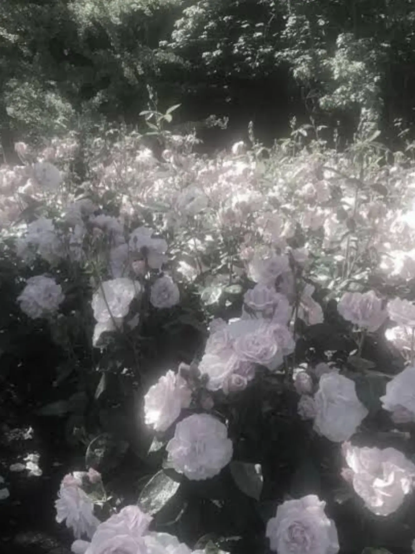 RIN5959의 精神病院の患者さん ＿  。 "