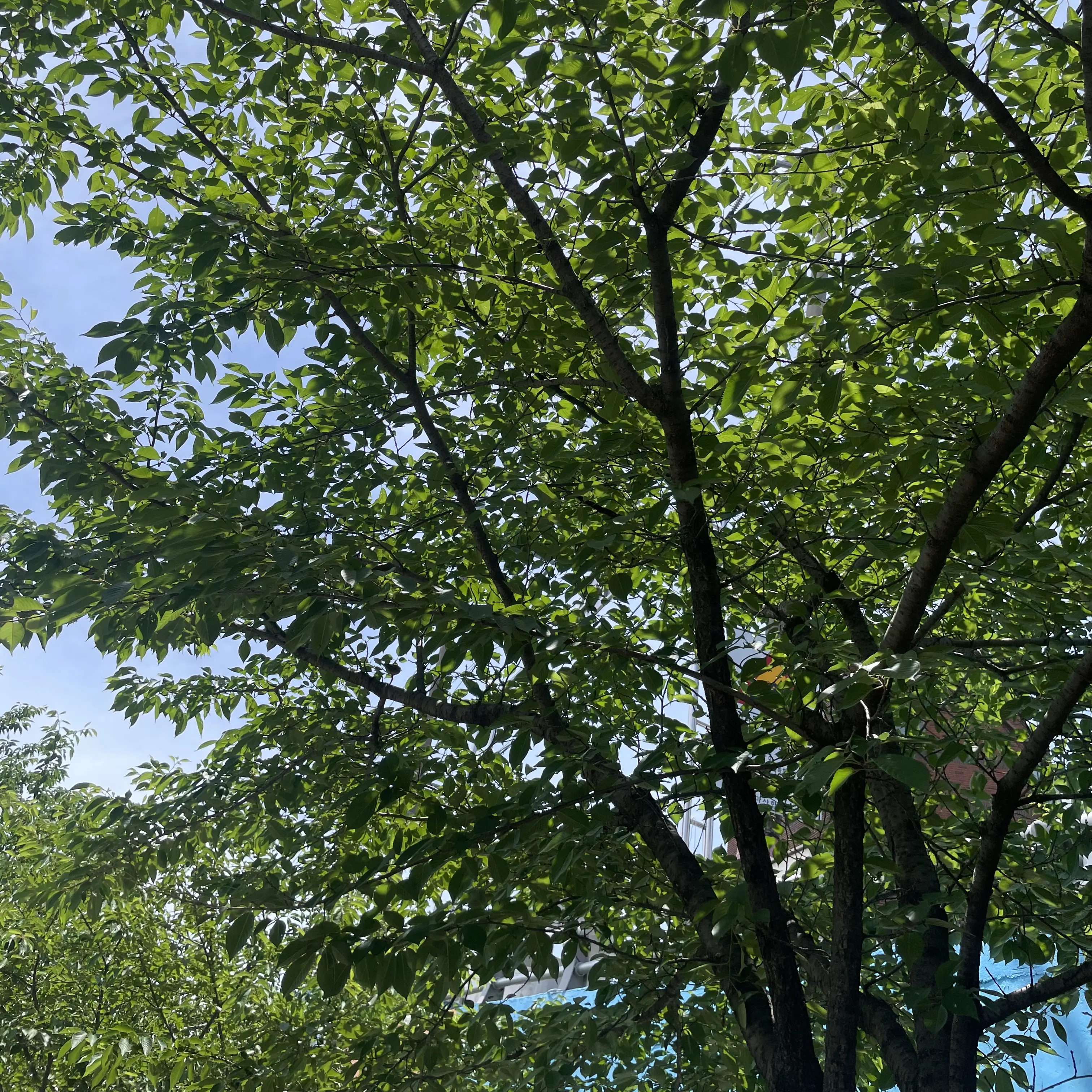 qwertyuiio의 보넥도 친동생 되보기