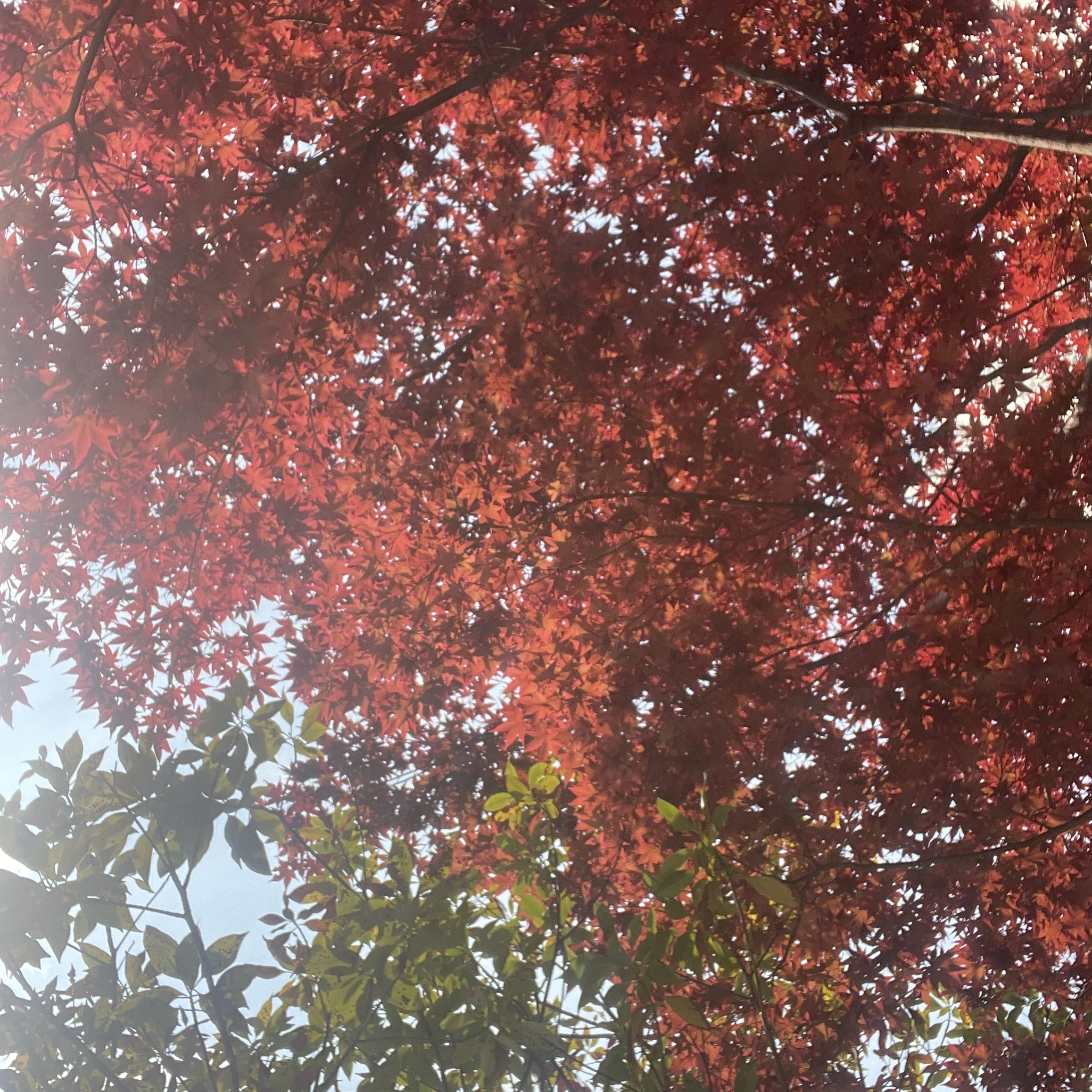 김동현