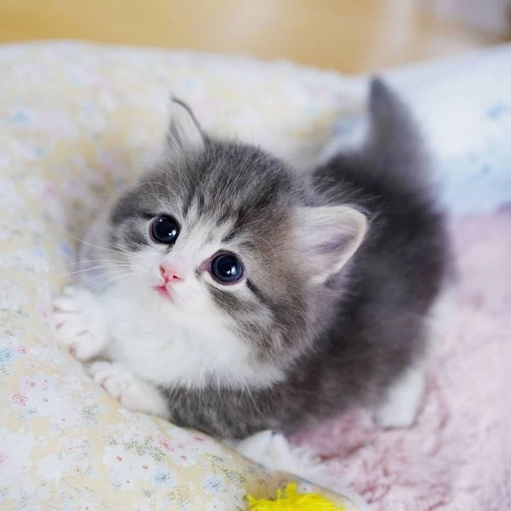 にゃこ