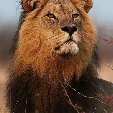 Profile image of Marcus