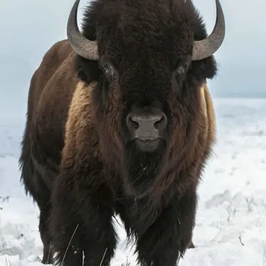 Profile image of Dennis