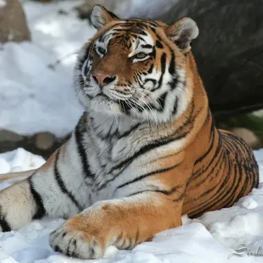 Profile image of Orion