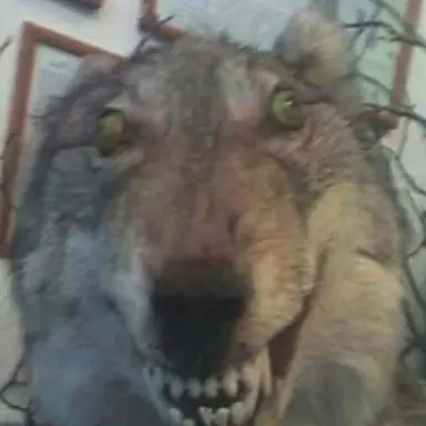 Profile image of 늑대