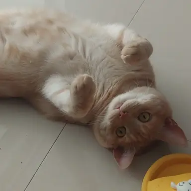 Profile image of 이세돌