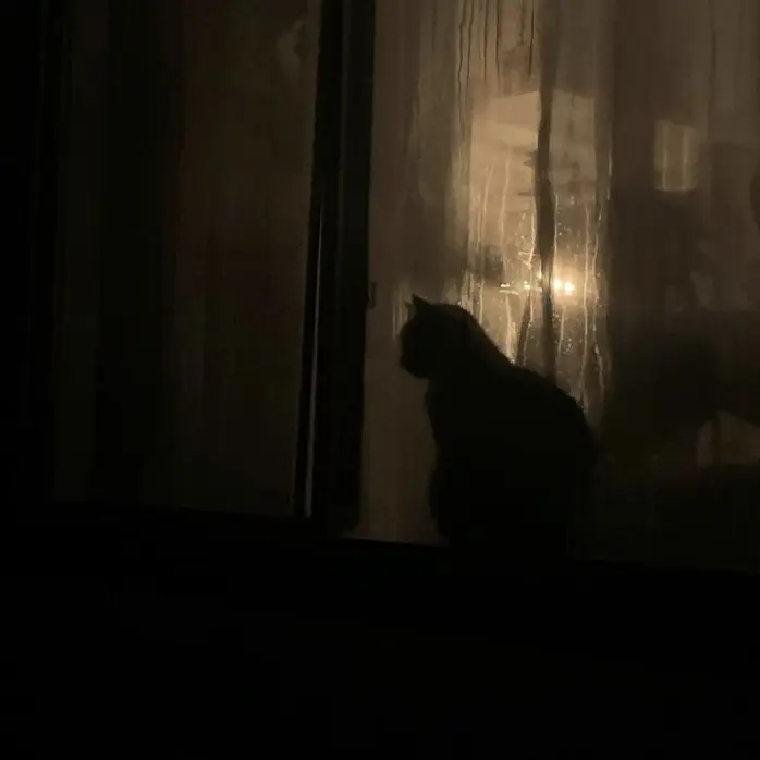 bbbkkkggg의 고양이한테 질투하는거야?