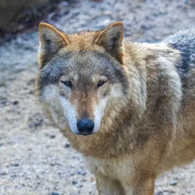 Profile image of 늑대