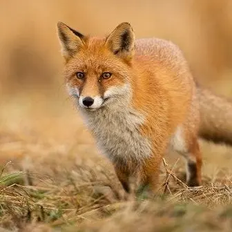 Profile image of 여우
