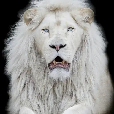 Profile image of 이리오